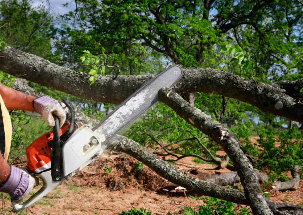 Best Hazardous Tree Removal  in Bigfork, MT